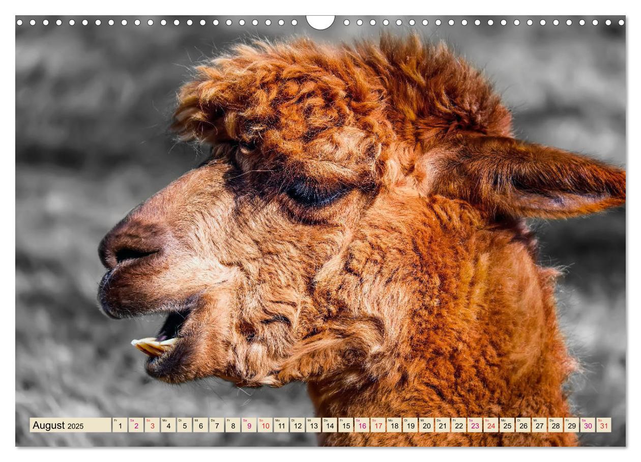 Bild: 9783435364381 | Alpaka Gesichter (Wandkalender 2025 DIN A3 quer), CALVENDO...