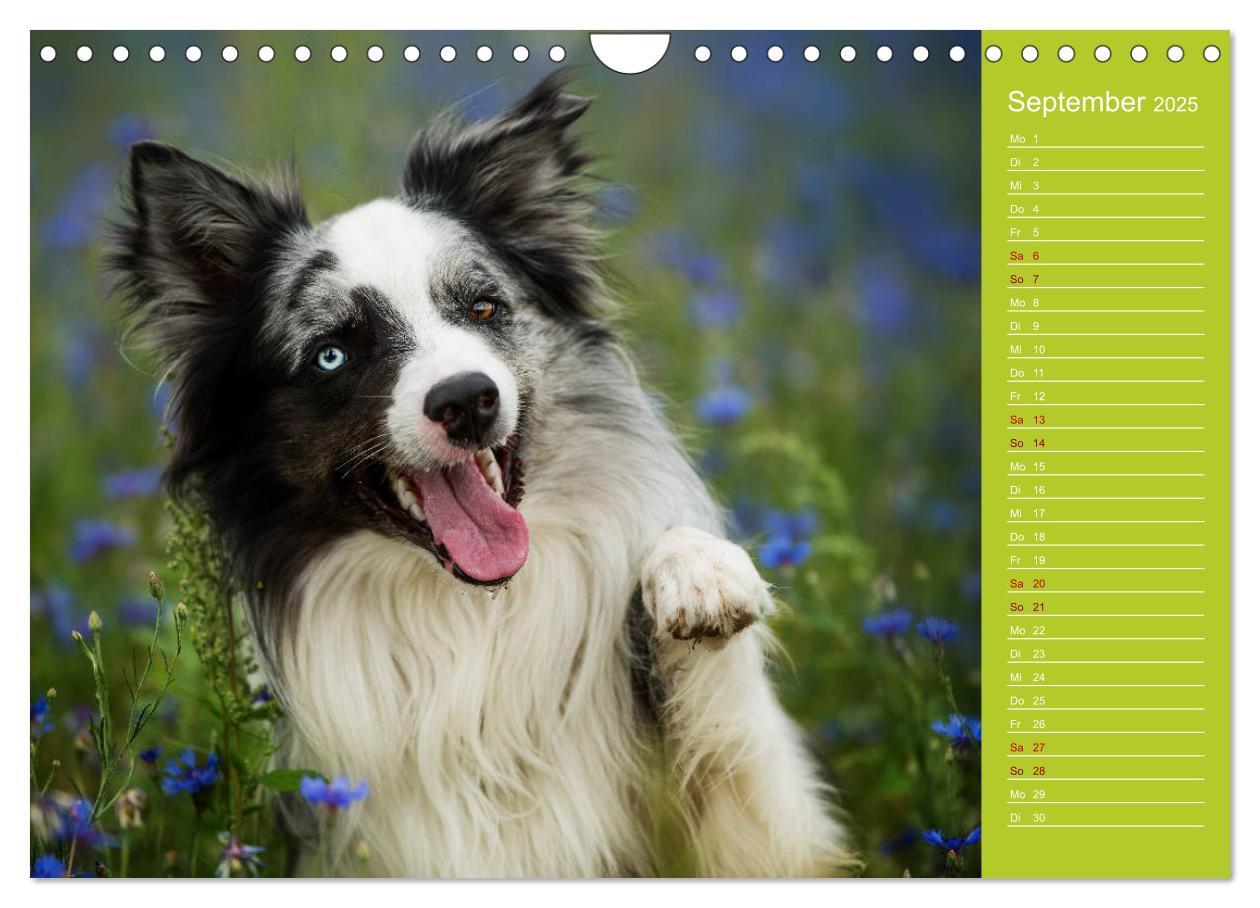 Bild: 9783435442522 | Border Collies - nicht nur schwarzweiß (Wandkalender 2025 DIN A4...