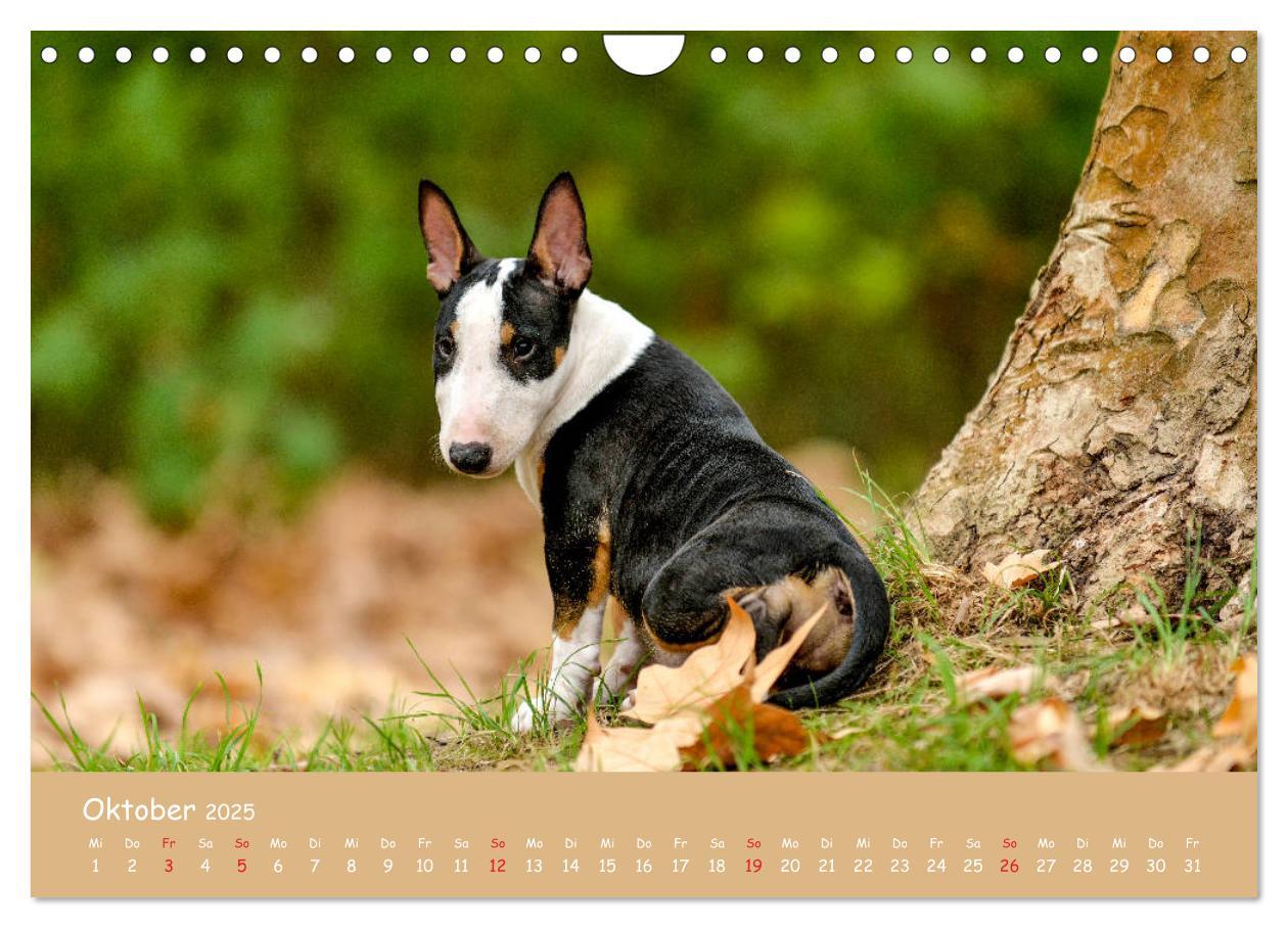 Bild: 9783435314577 | Einmal Bullterrier - immer Bullterrier (Wandkalender 2025 DIN A4...