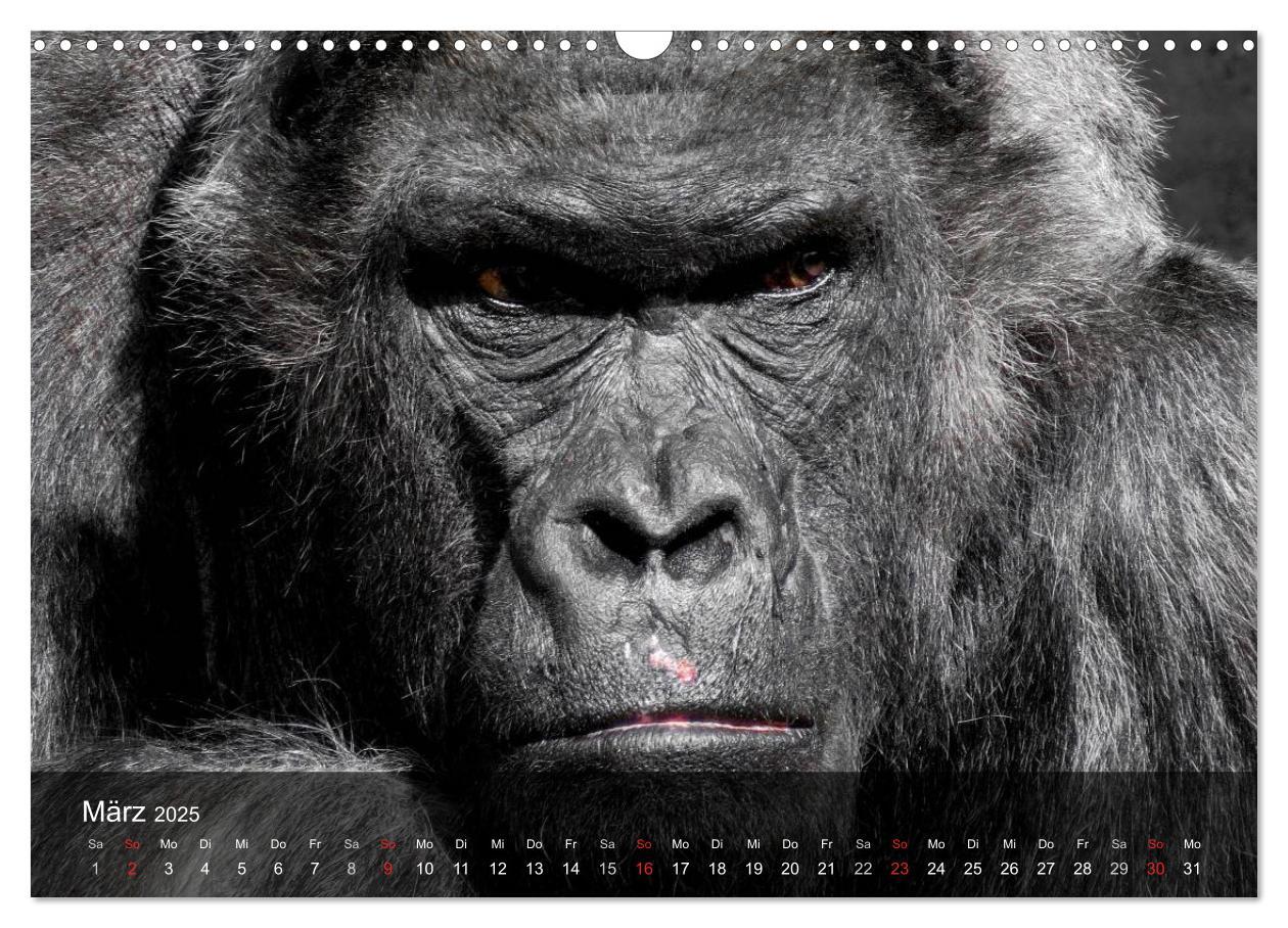 Bild: 9783435600984 | Gorillas. Friedliebende Kraftpakete (Wandkalender 2025 DIN A3...