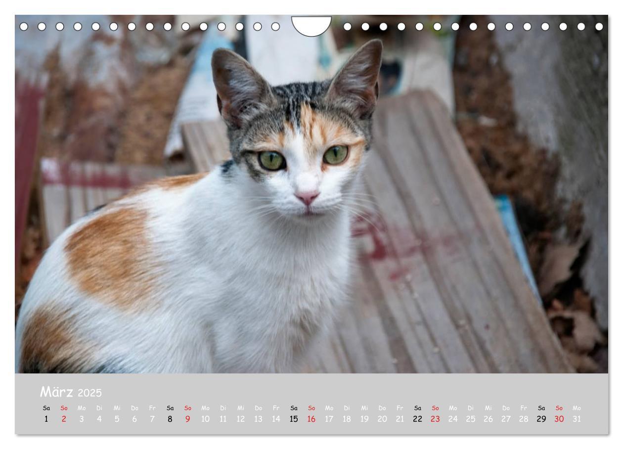 Bild: 9783435787975 | Katzen des Südens (Wandkalender 2025 DIN A4 quer), CALVENDO...