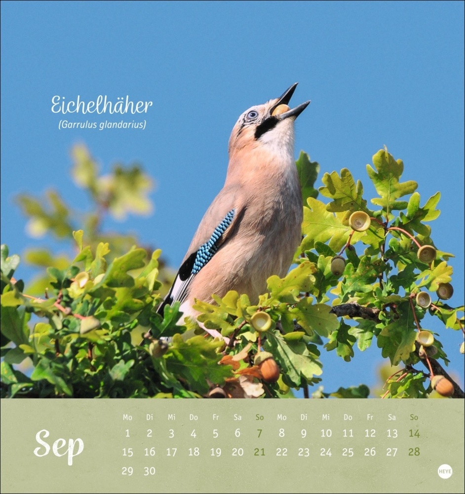 Bild: 9783756407125 | Vögel in unseren Gärten Postkartenkalender 2025 | Kalender | 13 S.