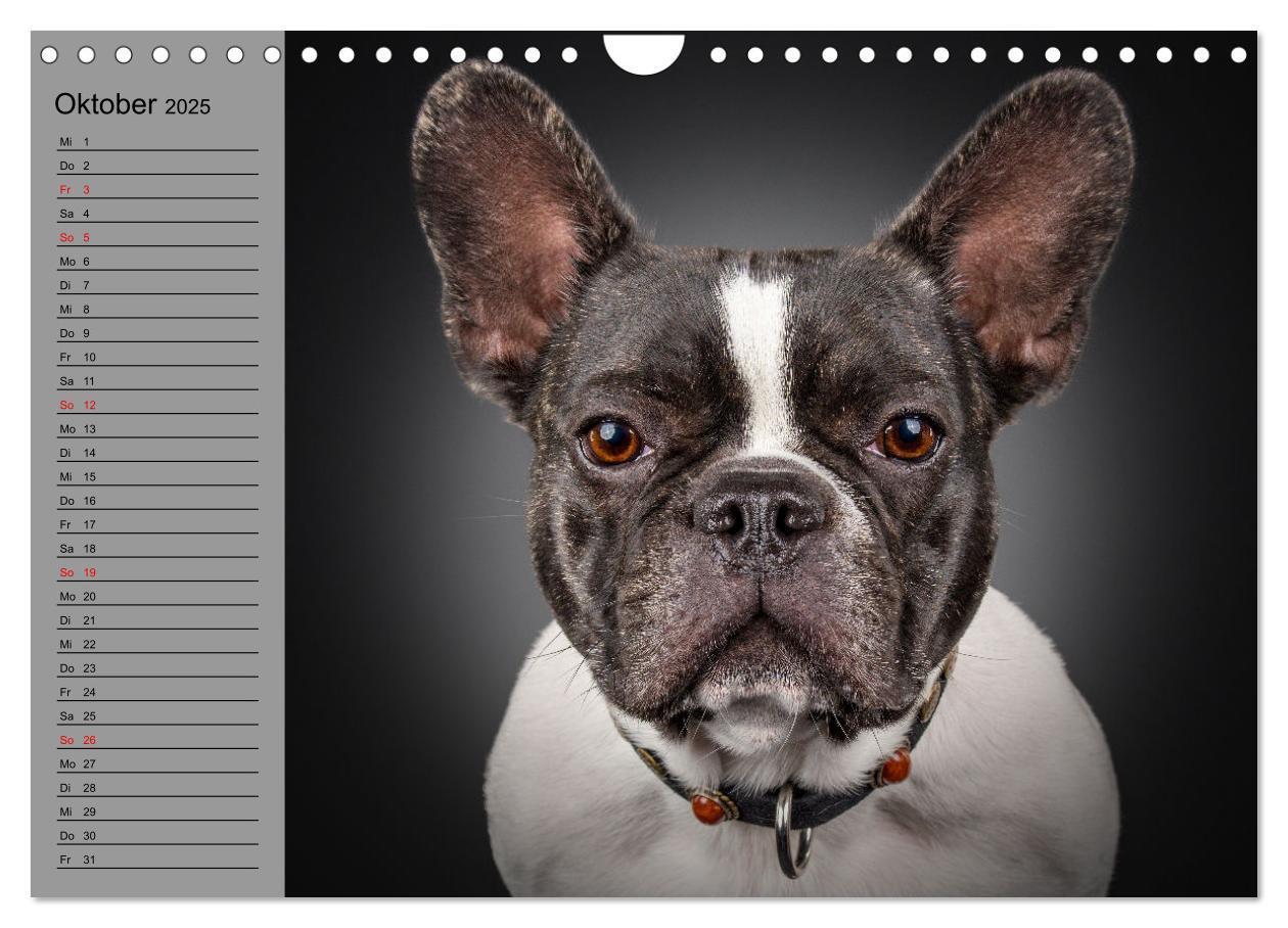 Bild: 9783435031191 | Bullymania - Französische Bulldoggen (Wandkalender 2025 DIN A4...