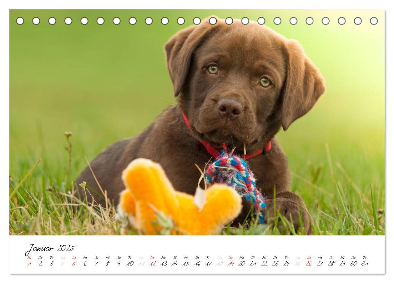 Bild: 9783435714353 | Labrador Welpe - Seelenhund (Tischkalender 2025 DIN A5 quer),...