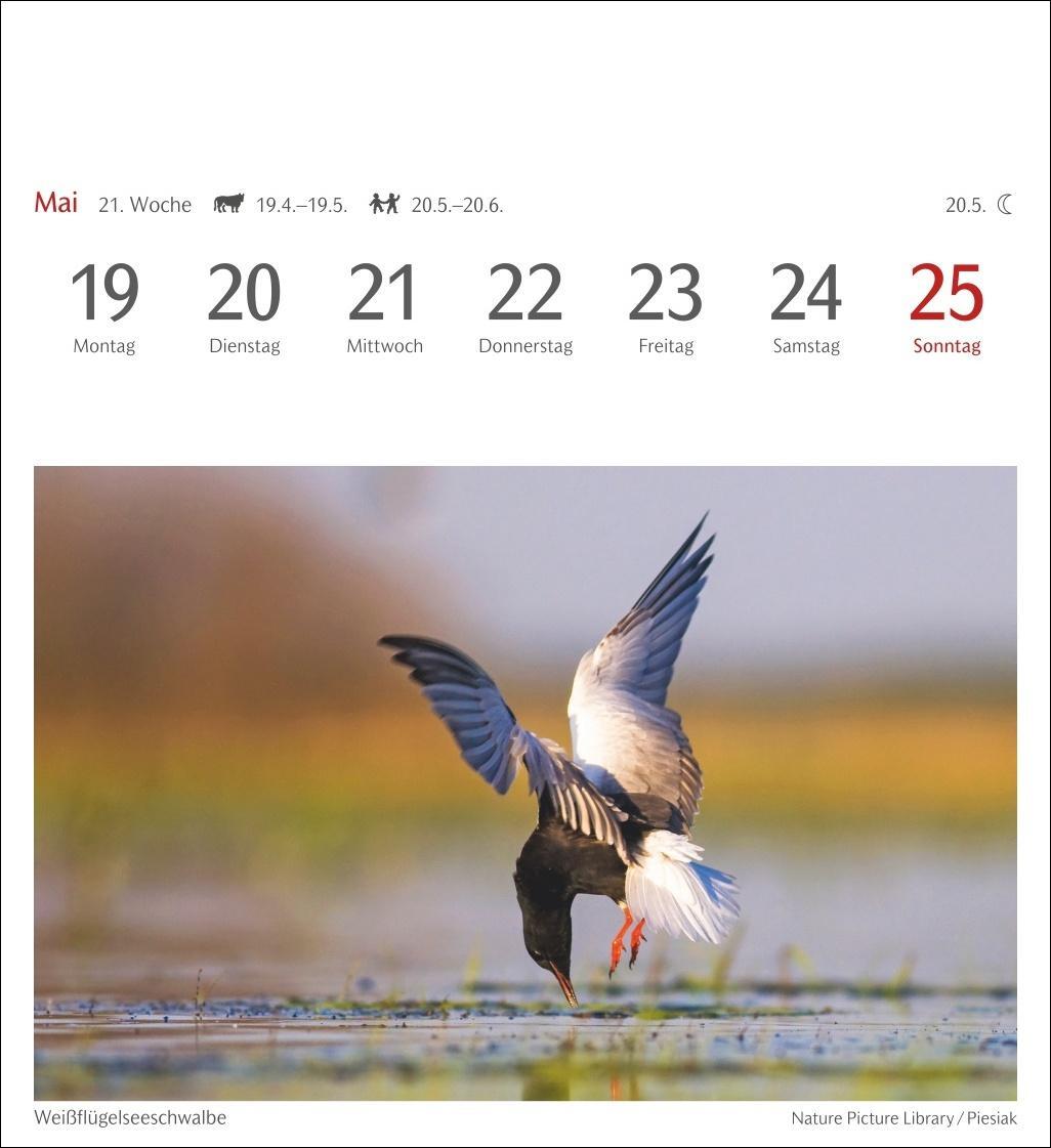 Bild: 9783840034213 | Heimische Vögel Postkartenkalender 2025 - Wochenkalender mit 53...