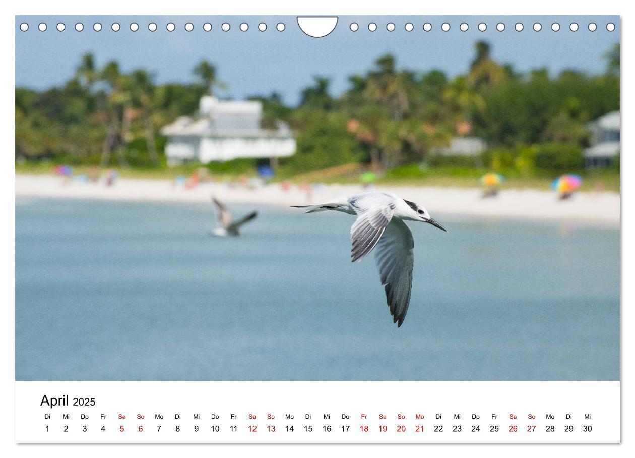 Bild: 9783435376001 | Möwen am Meer (Wandkalender 2025 DIN A4 quer), CALVENDO Monatskalender