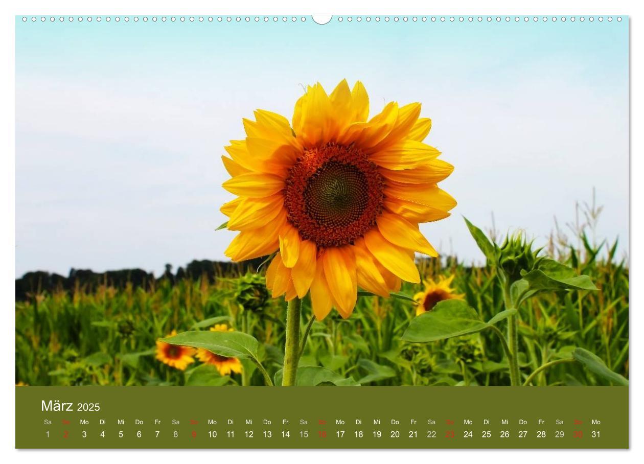 Bild: 9783435799404 | Sonnenblumen - die Blumen der Lebensfreude (Wandkalender 2025 DIN...