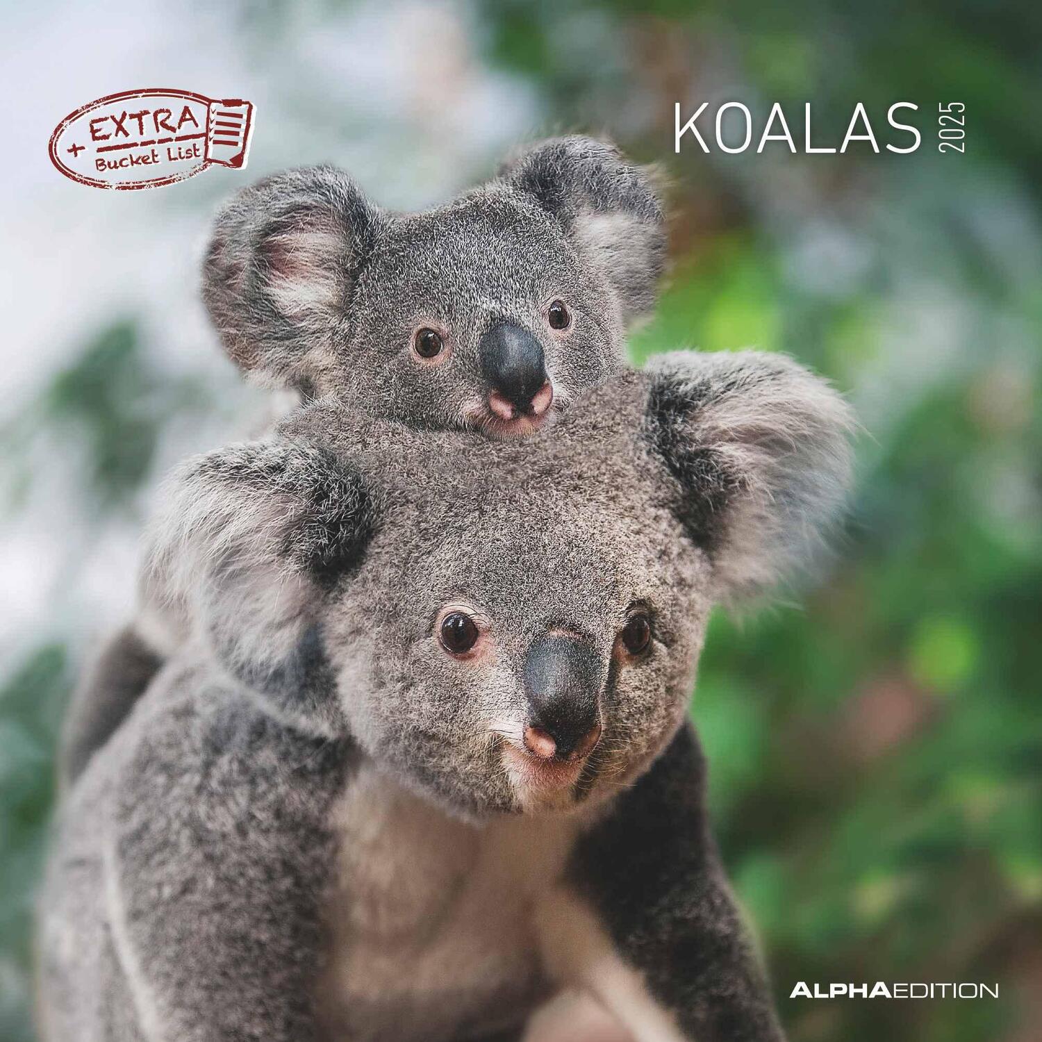 Cover: 4251732340759 | Koalas 2025 - Broschürenkalender 30x30 cm (30x60 geöffnet) -...
