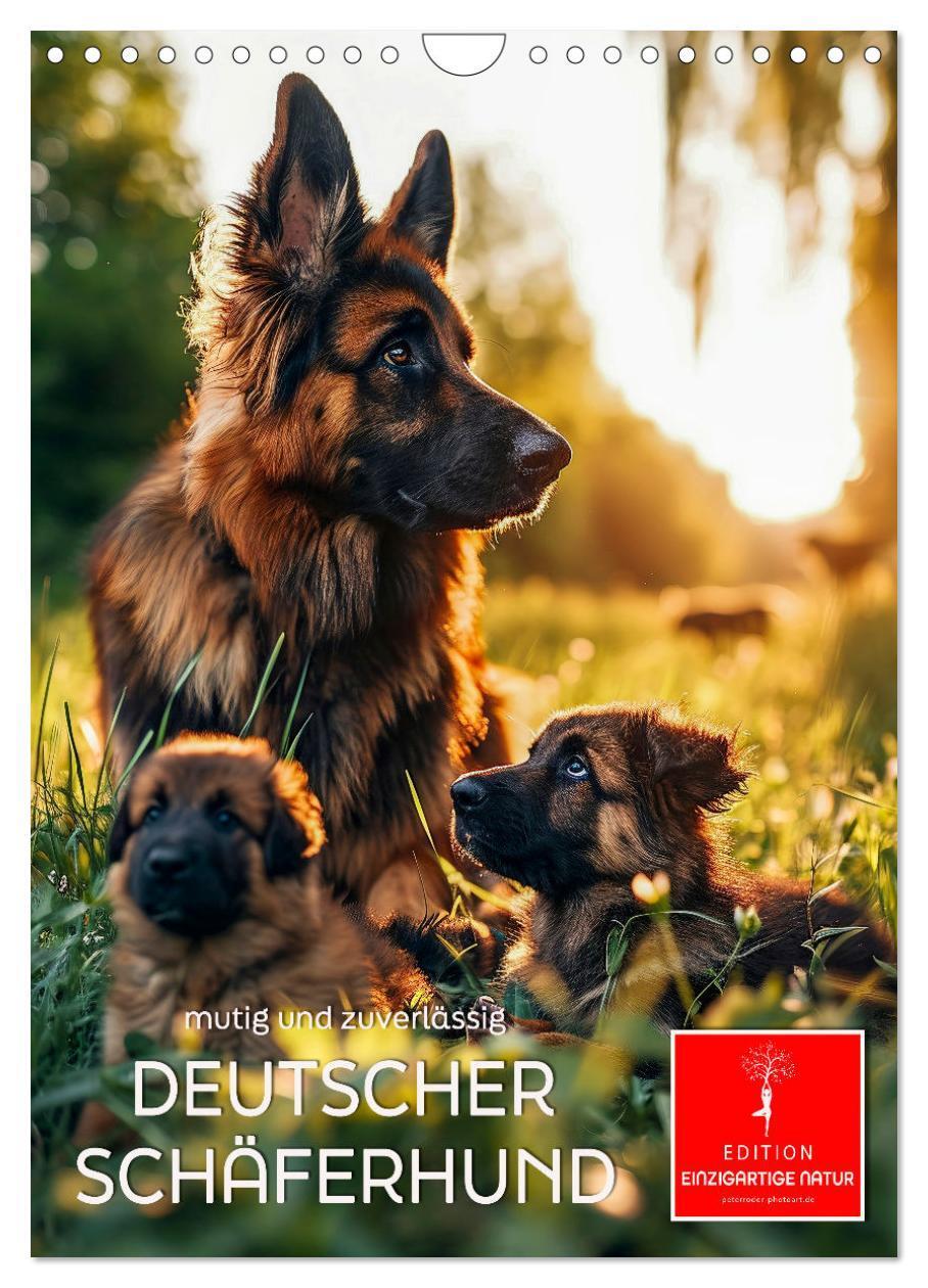 Cover: 9783383773389 | Deutscher Schäferhund - mutig und zuverlässig (Wandkalender 2025...