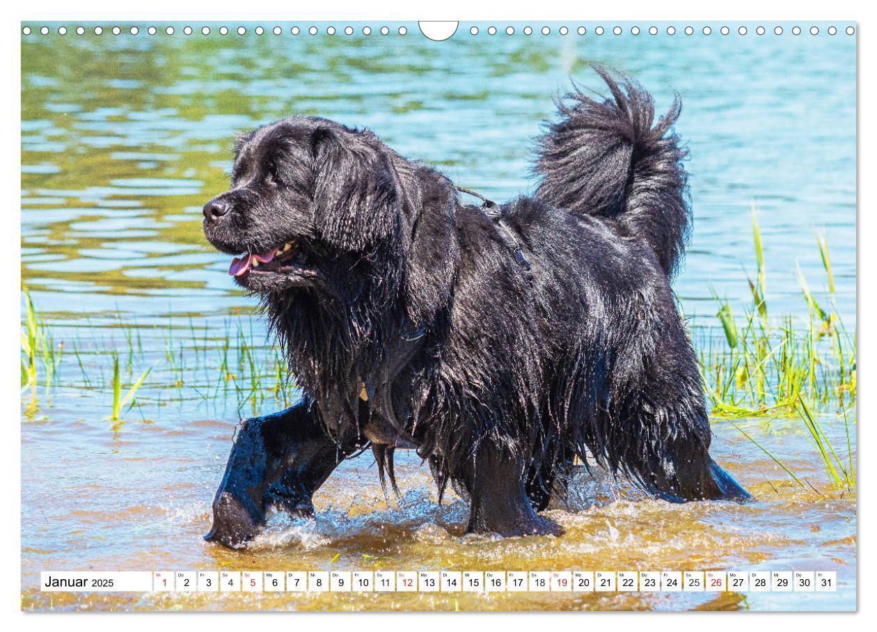 Bild: 9783435306206 | Neufundländer - Das Wasser ist ihr Element (Wandkalender 2025 DIN...