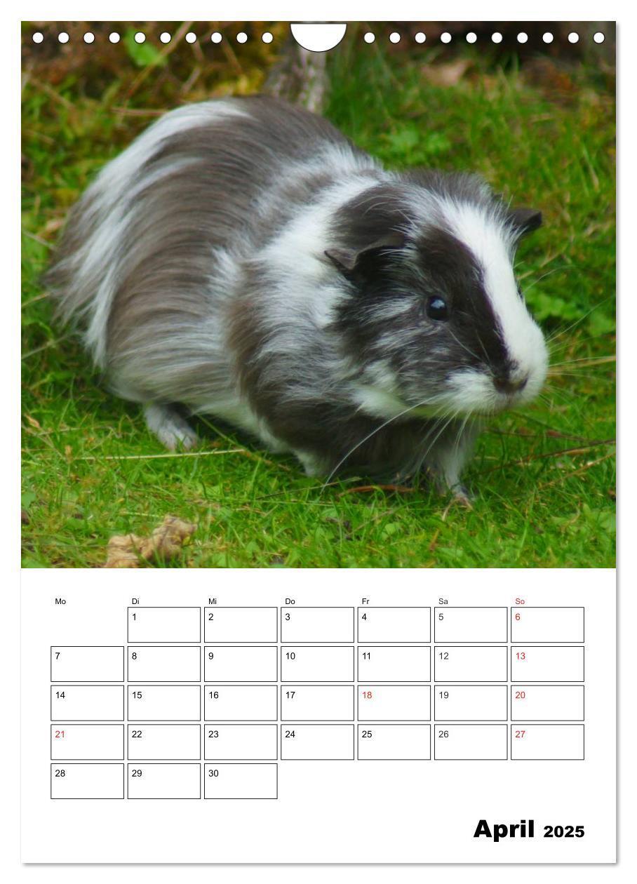 Bild: 9783457014820 | Meerschweinchen Terminplaner (Wandkalender 2025 DIN A4 hoch),...