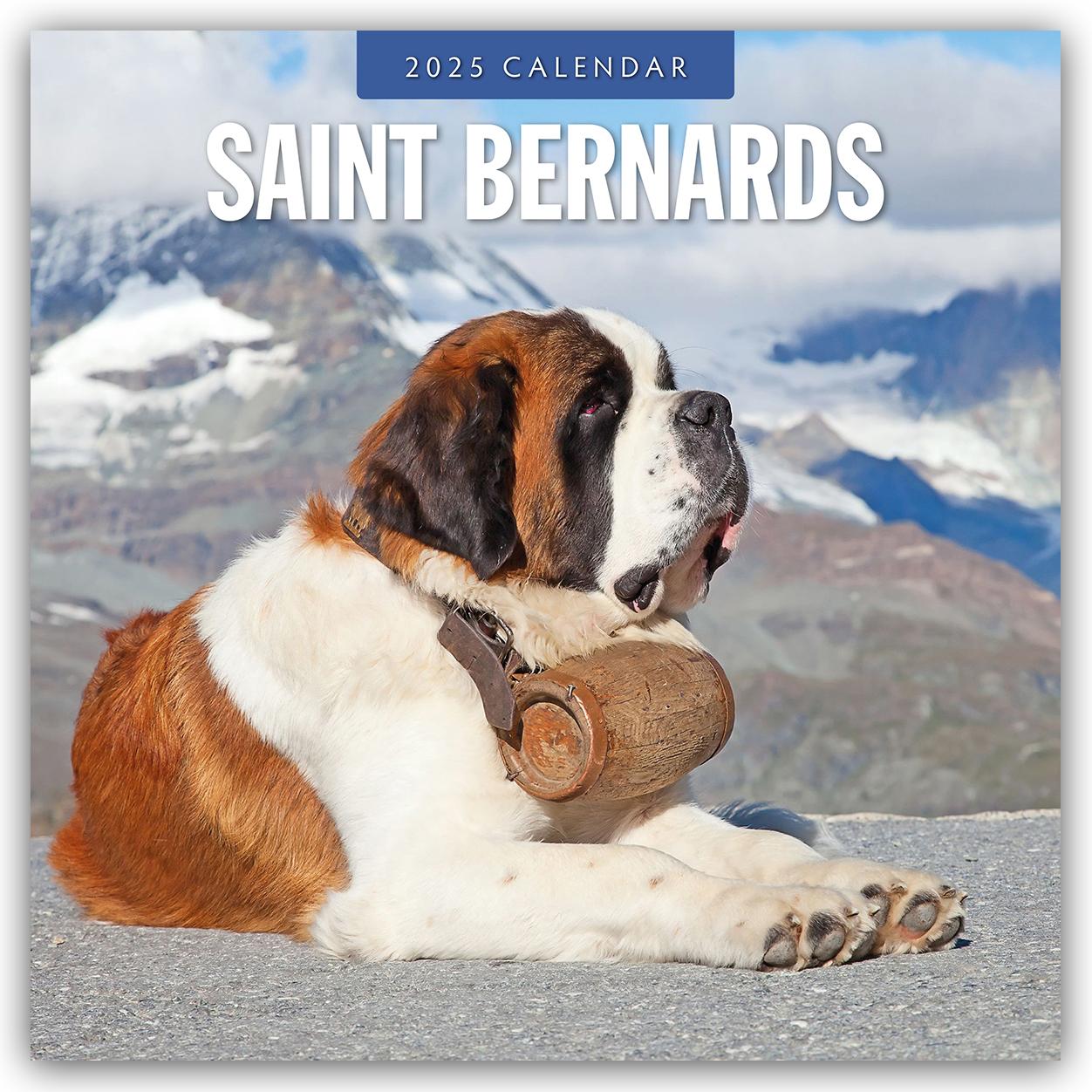 Cover: 9781804425039 | Saint Bernards 2025 Square Wall Calendar | Red Robin | Taschenbuch