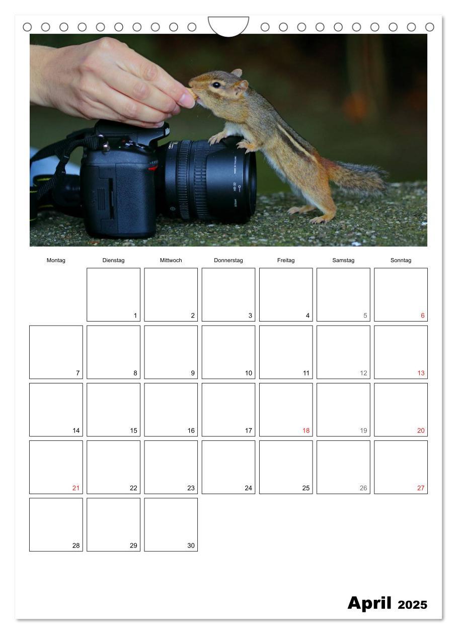 Bild: 9783457026670 | Streifenhörnchen - neugierige Nager (Wandkalender 2025 DIN A4...