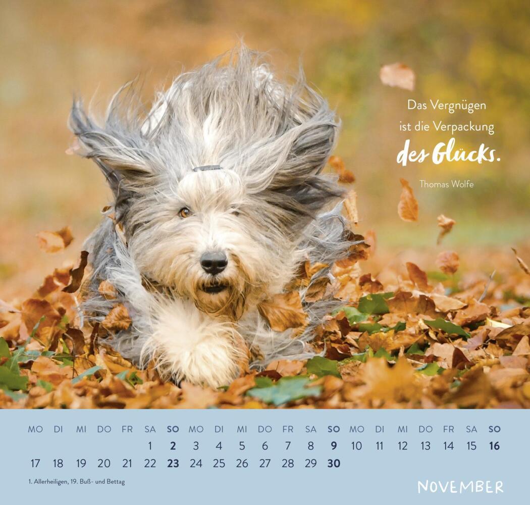 Bild: 4036442011867 | Wandkalender 2025: Für Hundefreunde | Groh Verlag | Kalender | 12 S.