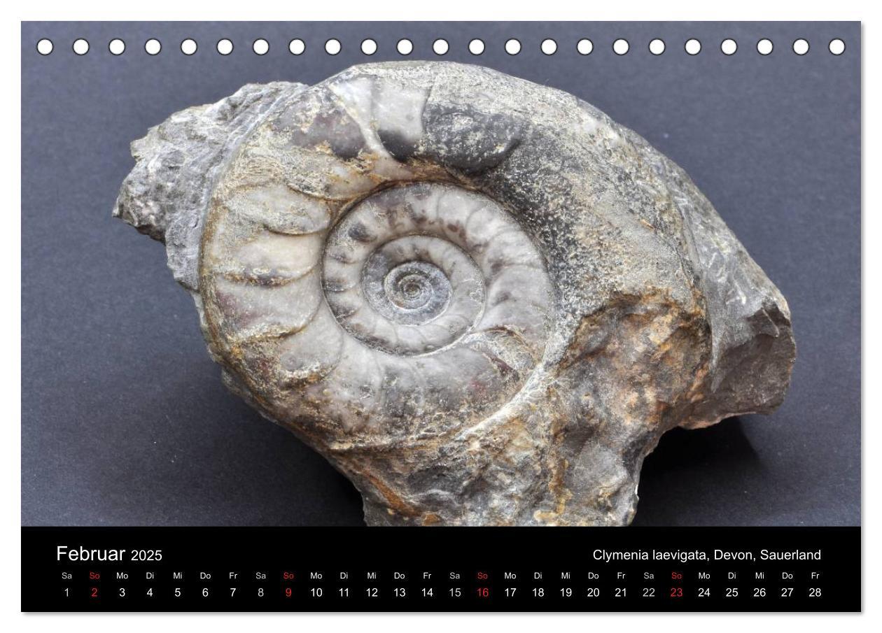 Bild: 9783435770205 | Fossilien - Zeugen der Urzeit (Tischkalender 2025 DIN A5 quer),...