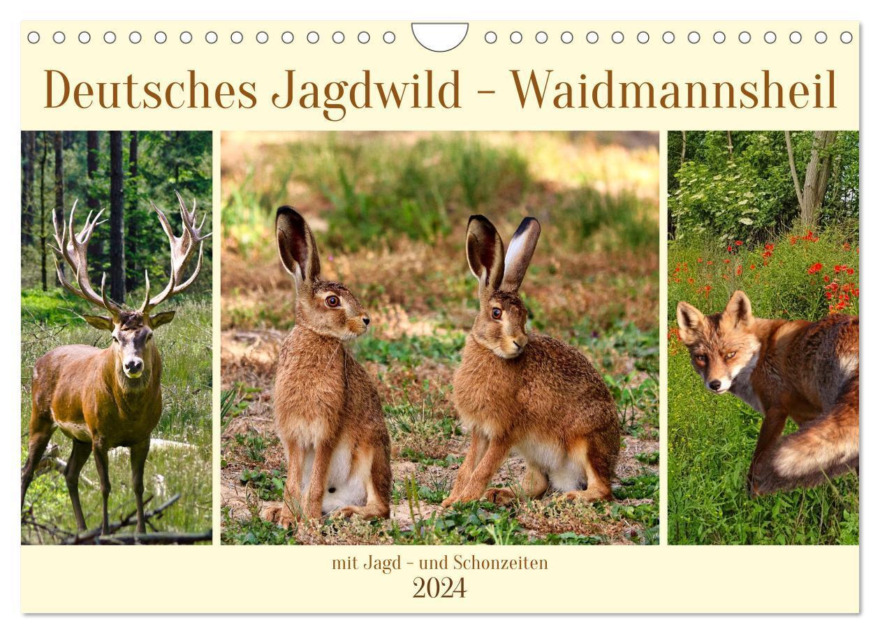 Cover: 9783383640773 | Deutsches Jagdwild - Waidmannsheil (Wandkalender 2024 DIN A4 quer),...