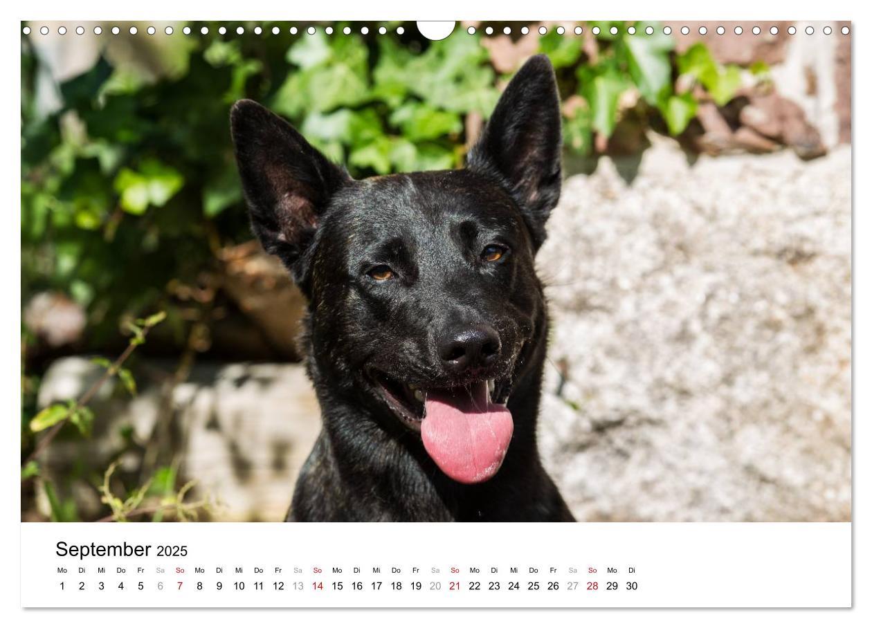 Bild: 9783435588275 | ausdrucksvolle Holländische Schäferhunde (Wandkalender 2025 DIN A3...