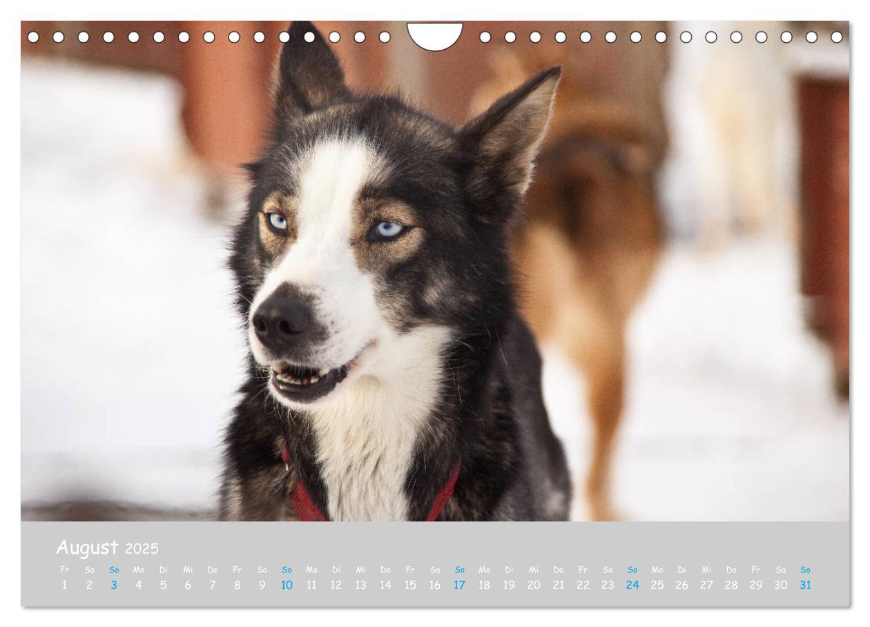 Bild: 9783435448890 | Alaskan Huskies (Wandkalender 2025 DIN A4 quer), CALVENDO...