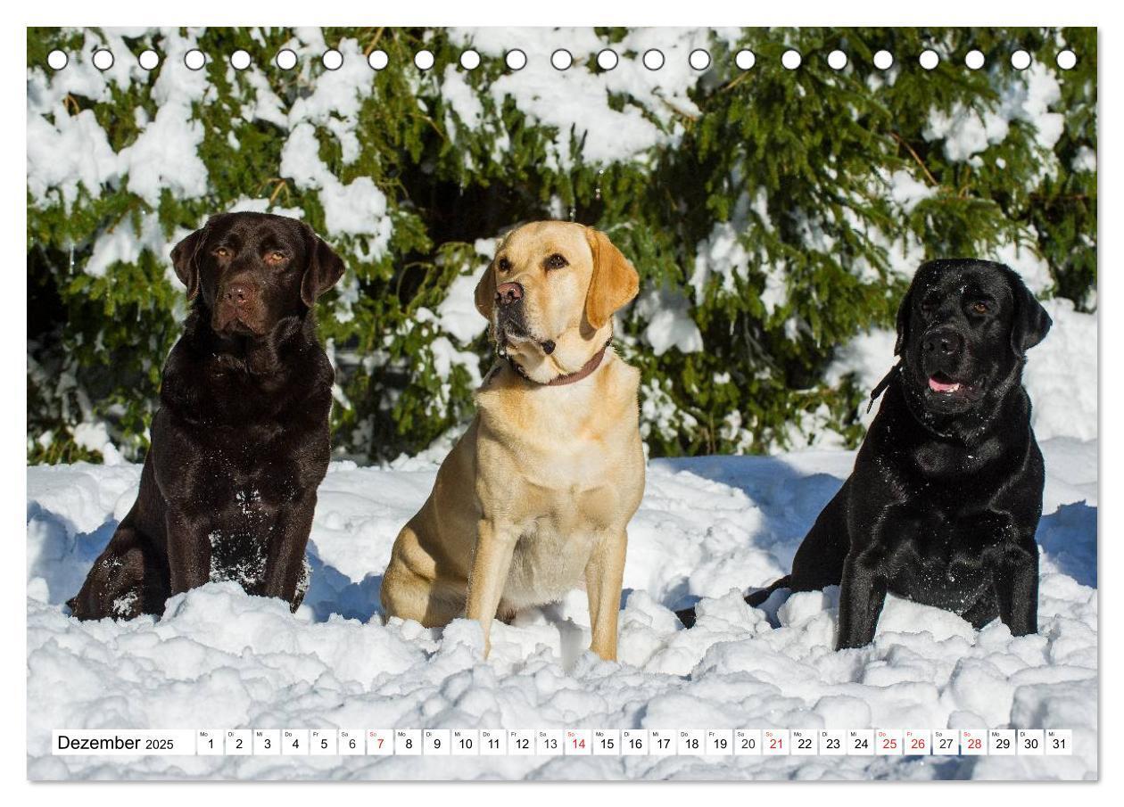 Bild: 9783435563982 | Labrador Retriever - Freunde für´s Leben (Tischkalender 2025 DIN A5...