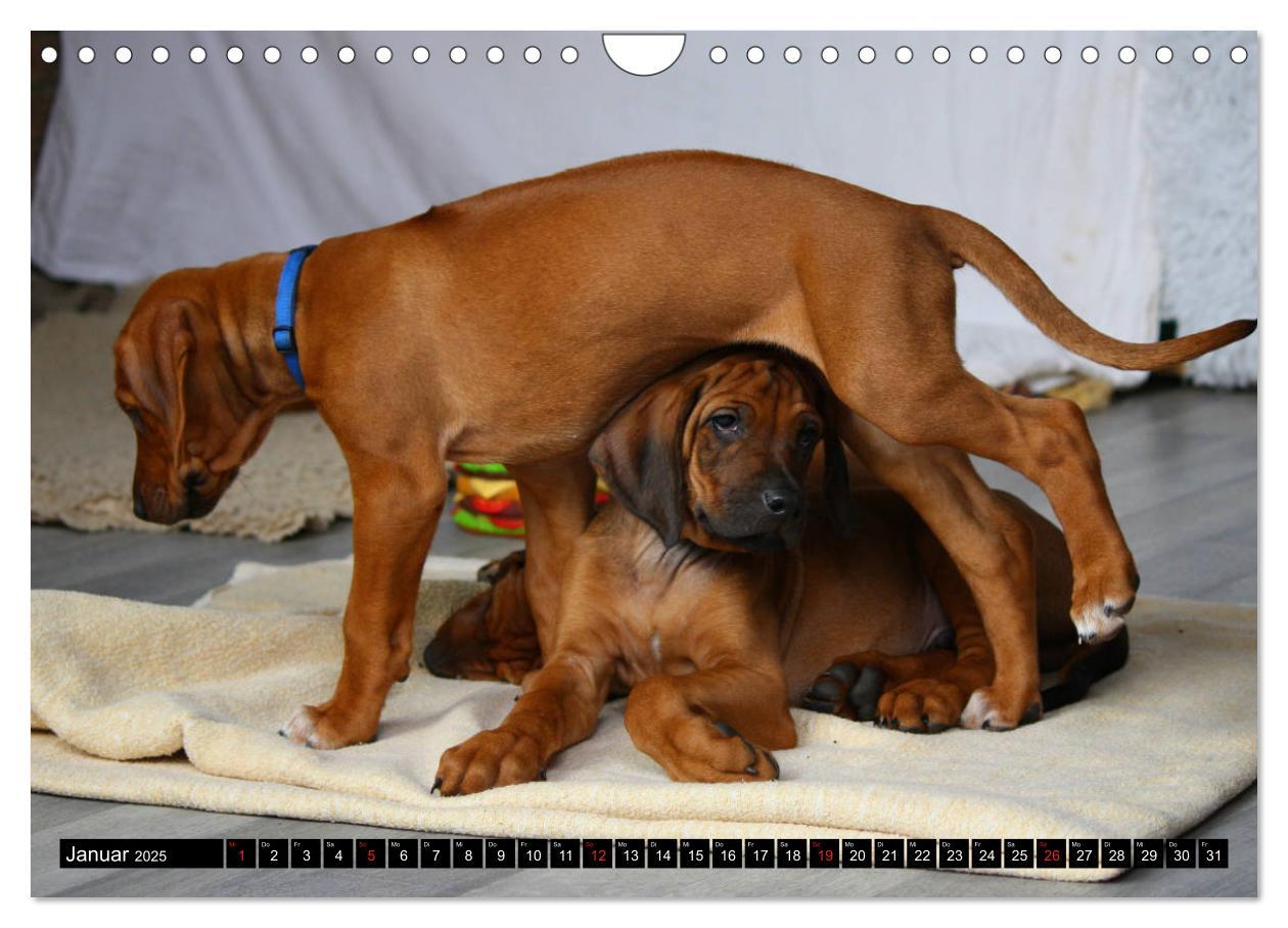 Bild: 9783435325160 | Rhodesian Ridgeback - Schnappschüsse - (Wandkalender 2025 DIN A4...