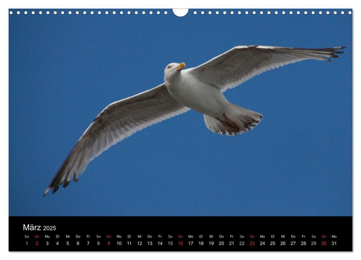 Bild: 9783435655380 | Spontane Fotografie - Möwen (Wandkalender 2025 DIN A3 quer),...