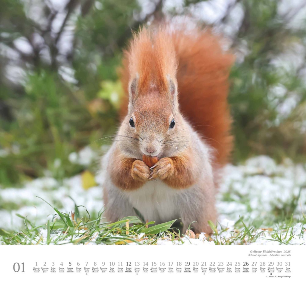 Bild: 4250809652696 | DUMONT - Geliebte Eichhörnchen 2025 Wandkalender, 38x35,5cm,...