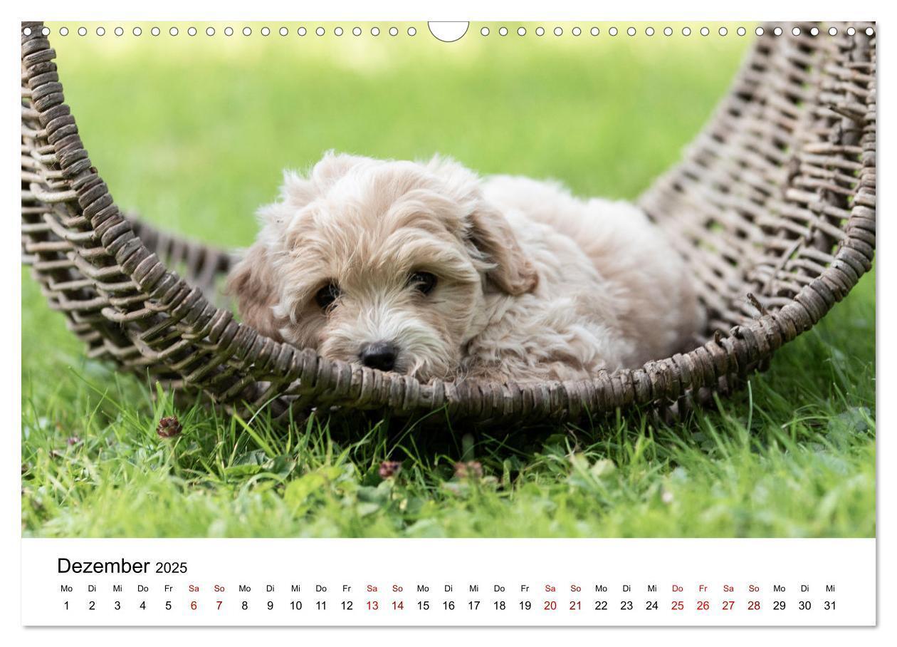 Bild: 9783435038053 | Maltipoo Welpen (Wandkalender 2025 DIN A3 quer), CALVENDO...