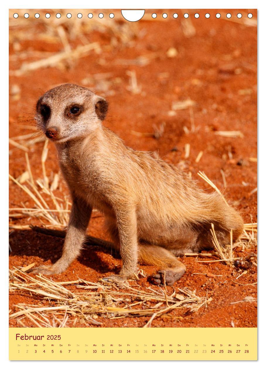 Bild: 9783435851010 | Erdmännchen - Eine Kolonie in der Kalahari (Wandkalender 2025 DIN...