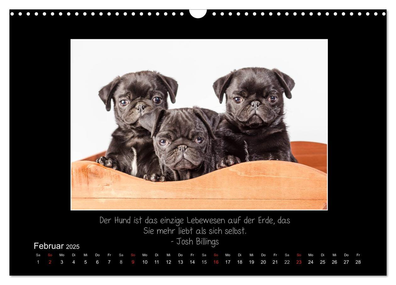 Bild: 9783435713288 | Möpse 2025 (Wandkalender 2025 DIN A3 quer), CALVENDO Monatskalender