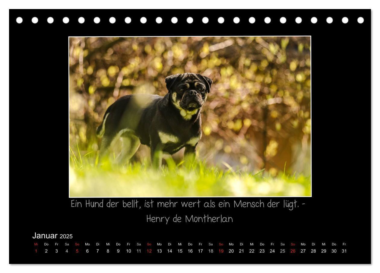 Bild: 9783435702619 | Möpse 2025 (Tischkalender 2025 DIN A5 quer), CALVENDO Monatskalender