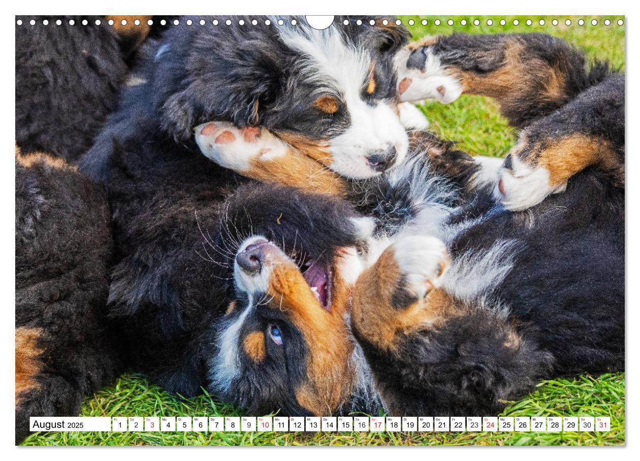 Bild: 9783435215331 | Kleine Herzen auf 4 Pfoten - Berner Sennenhunde (Wandkalender 2025...