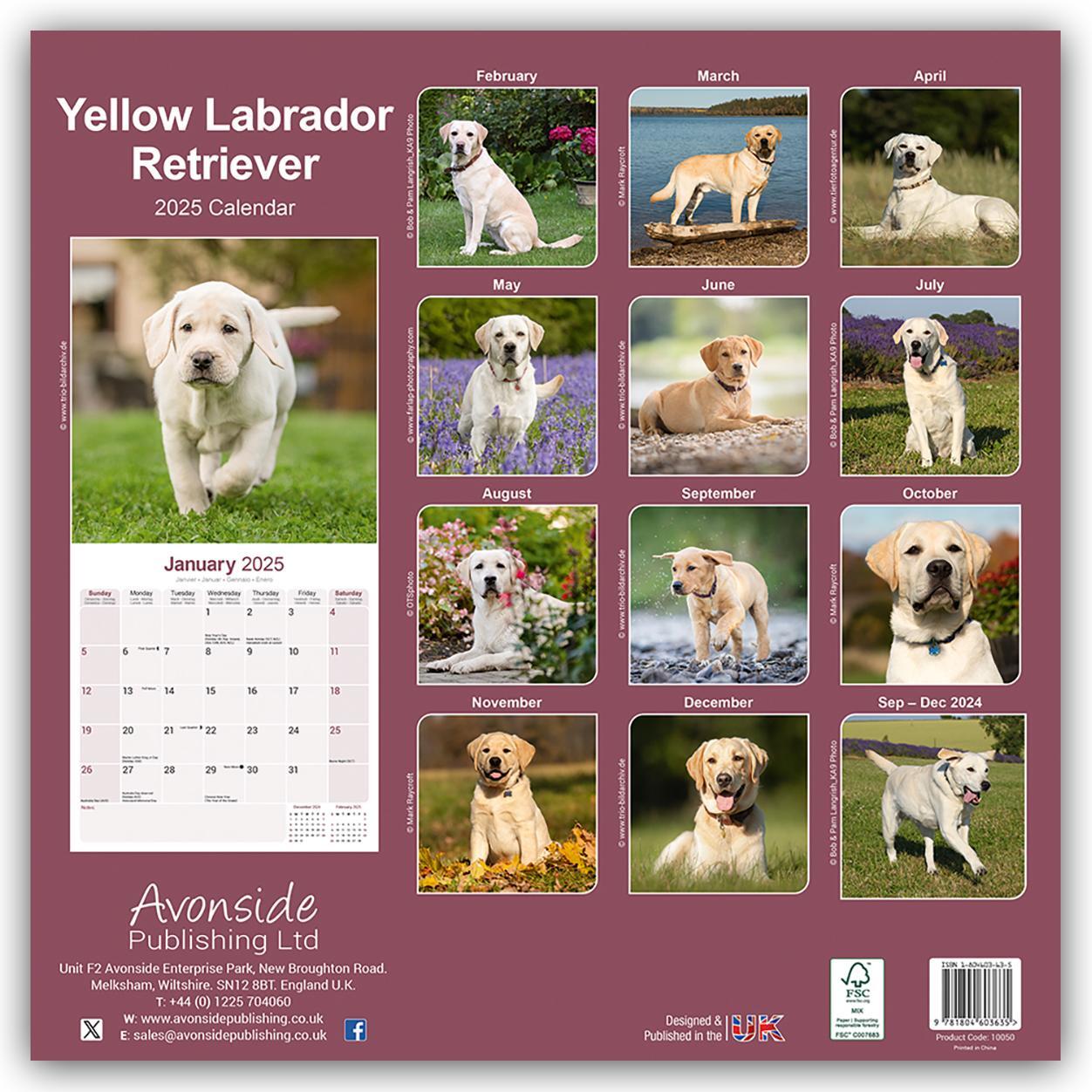 Rückseite: 9781804603635 | Yellow Labrador Retriever - Gelber Labrador 2025 - 16-Monatskalender