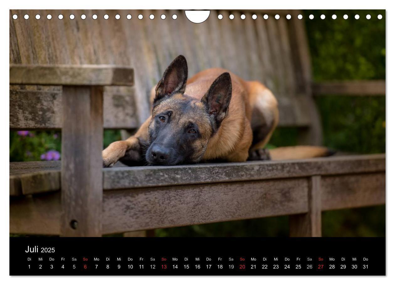 Bild: 9783435643554 | Belgischer Schäferhund - Der Malinois (Wandkalender 2025 DIN A4...