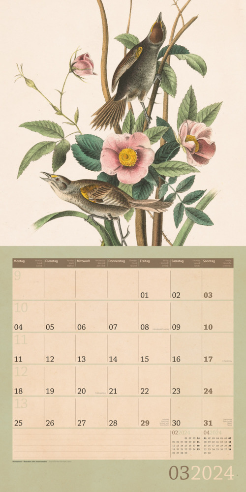 Bild: 9783838444086 | Welt der Vögel Kalender 2024 - 30x30 | Ackermann Kunstverlag | 28 S.