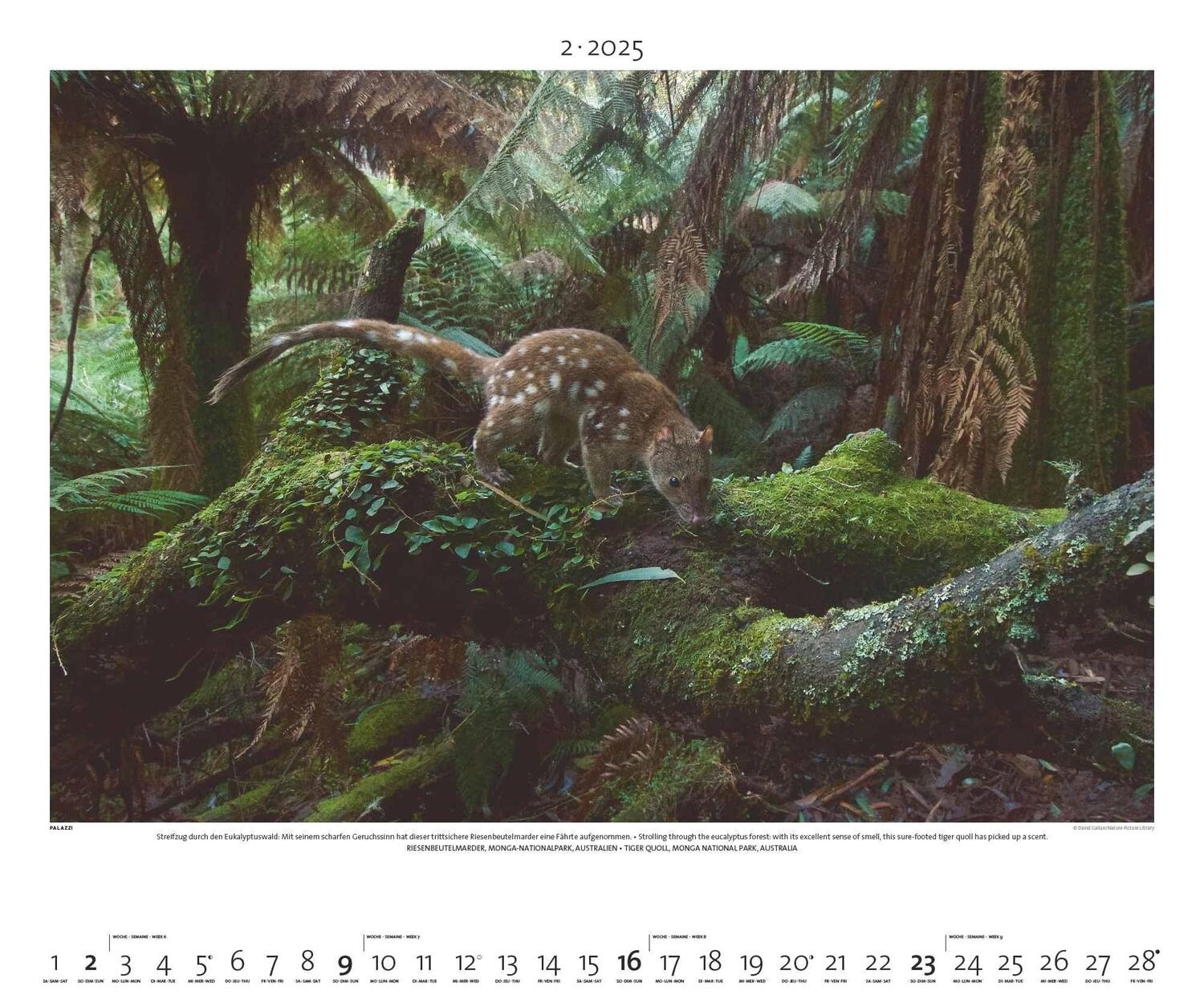 Bild: 4251734300768 | Regenwald 2025 - Bild-Kalender - Poster-Kalender - 60x50 | Rainforest