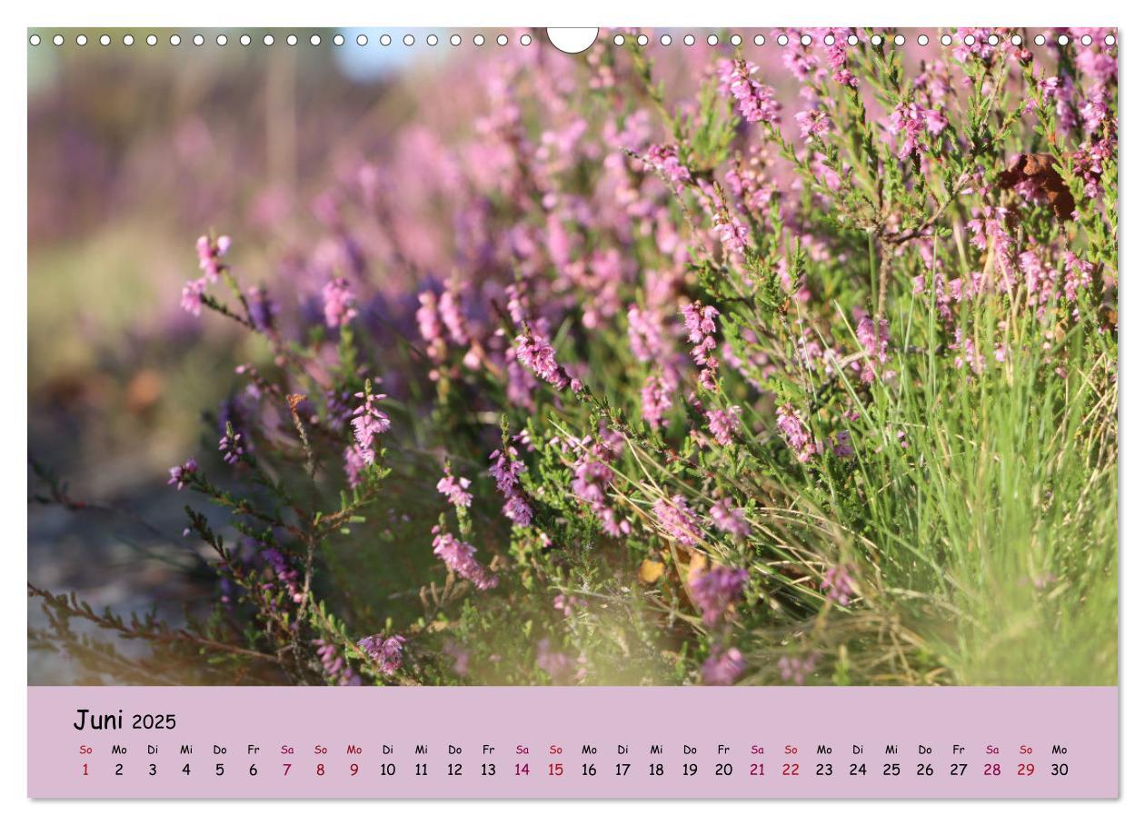 Bild: 9783435030224 | Lüneburger Heide Wege (Wandkalender 2025 DIN A3 quer), CALVENDO...