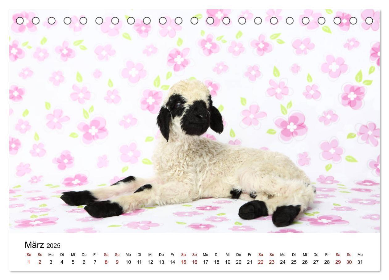 Bild: 9783435326068 | Walliser Schwarznasenschaf Valais Blacknose Sheep (Tischkalender...