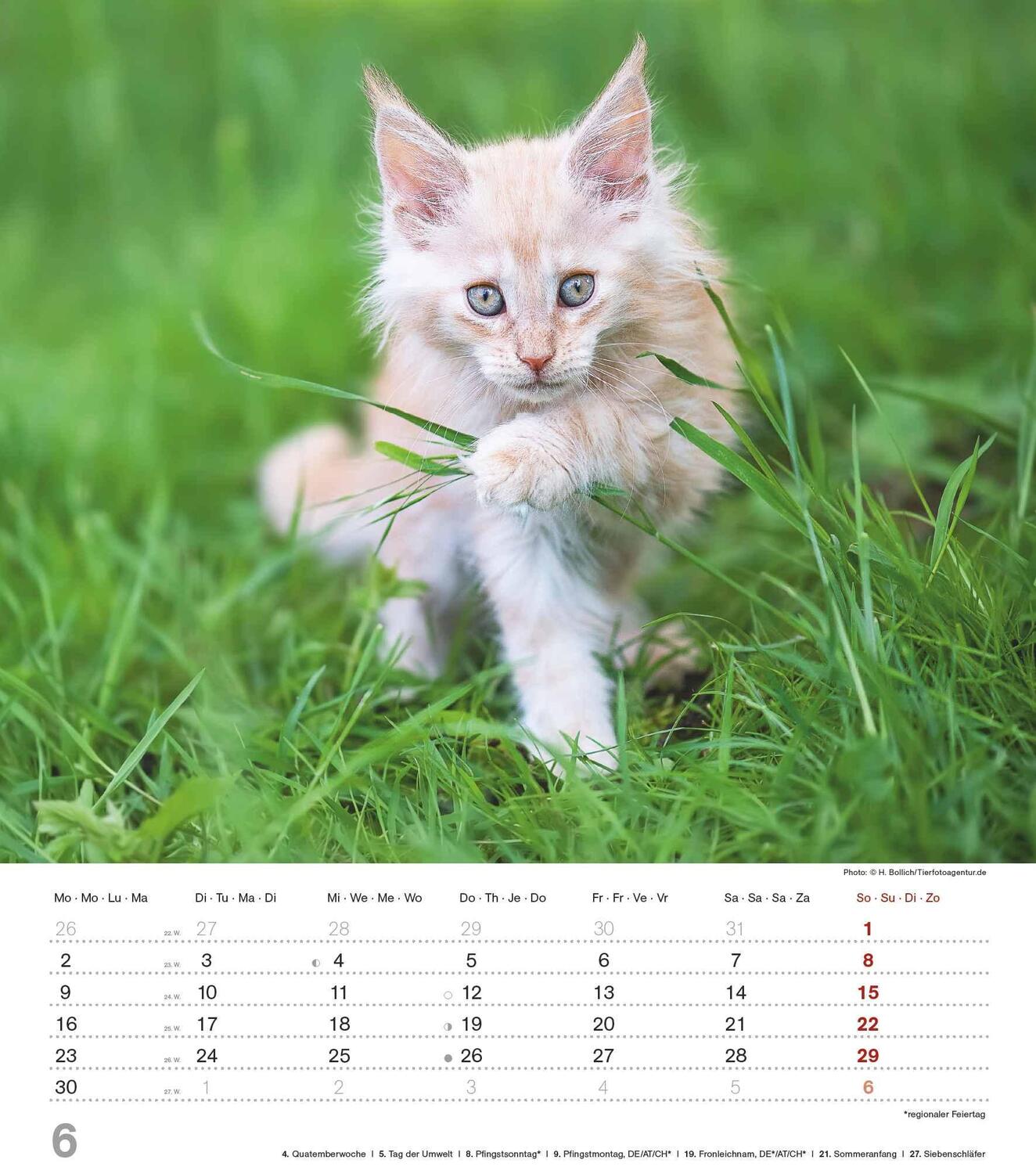 Bild: 4251732342159 | Niedliche Katzenkinder 2025 - Wand-Kalender - Tier-Kalender - 30x34