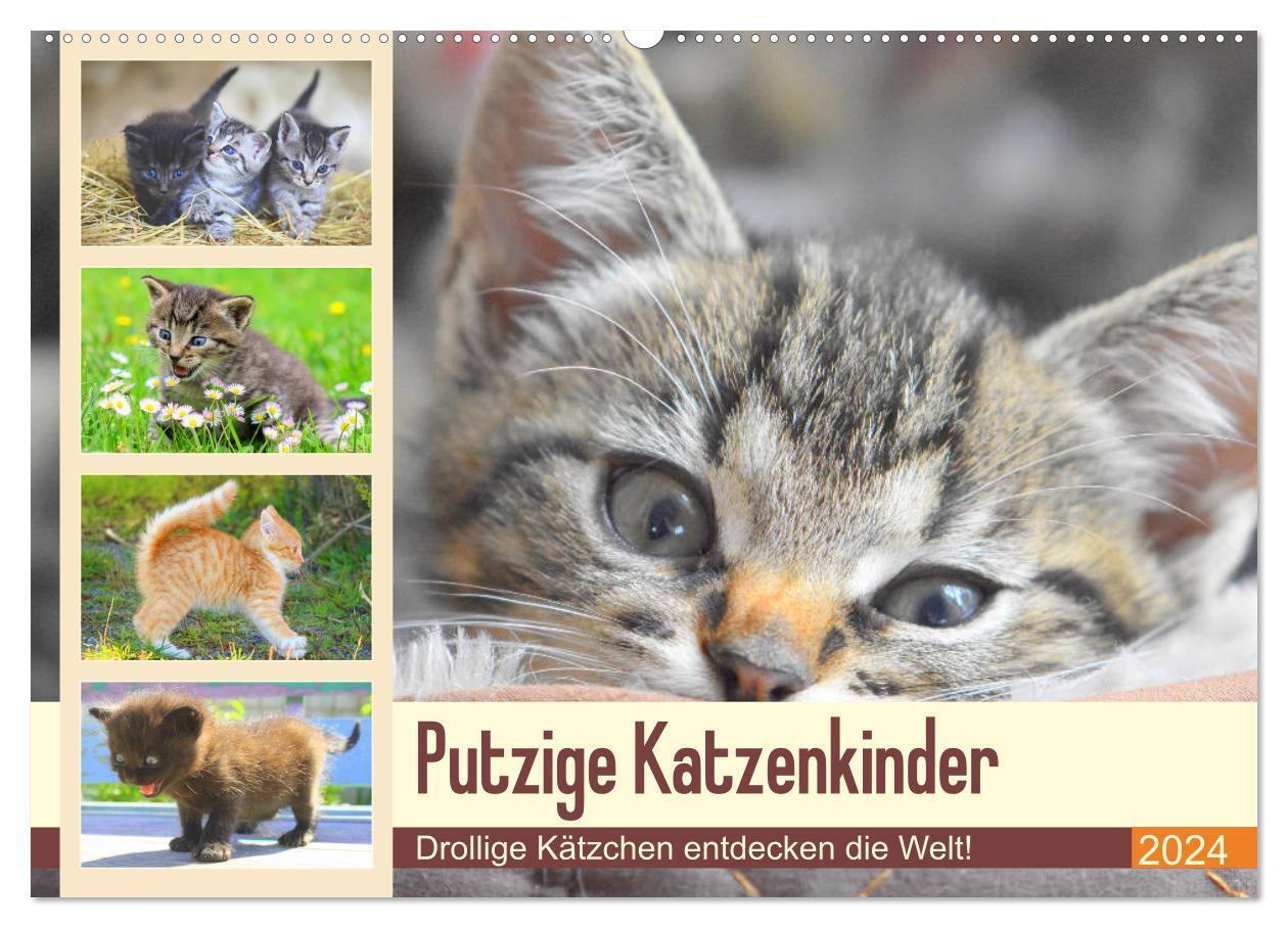 Cover: 9783675860285 | Putzige Katzenkinder. Drollige Kätzchen entdecken die Welt!...