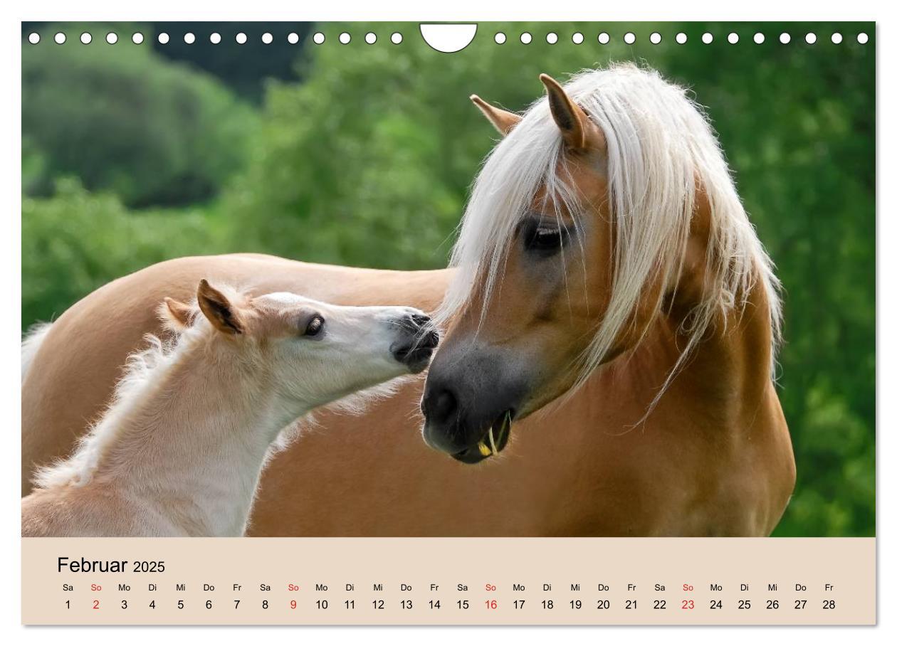 Bild: 9783435786534 | Haflinger Fohlen (Wandkalender 2025 DIN A4 quer), CALVENDO...