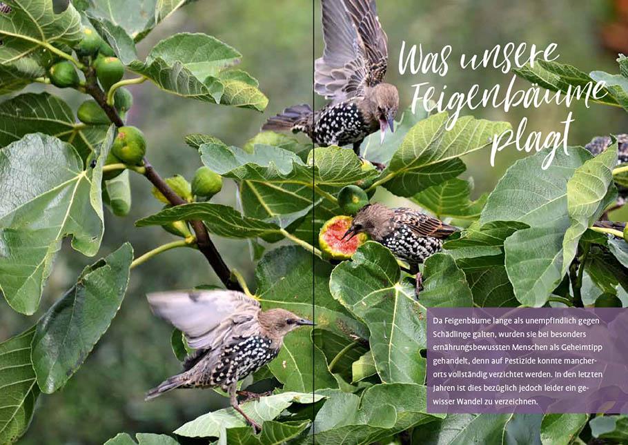 Bild: 9783818616212 | Feigen aus dem eigenen Garten | Christoph Seiler | Taschenbuch | 2022