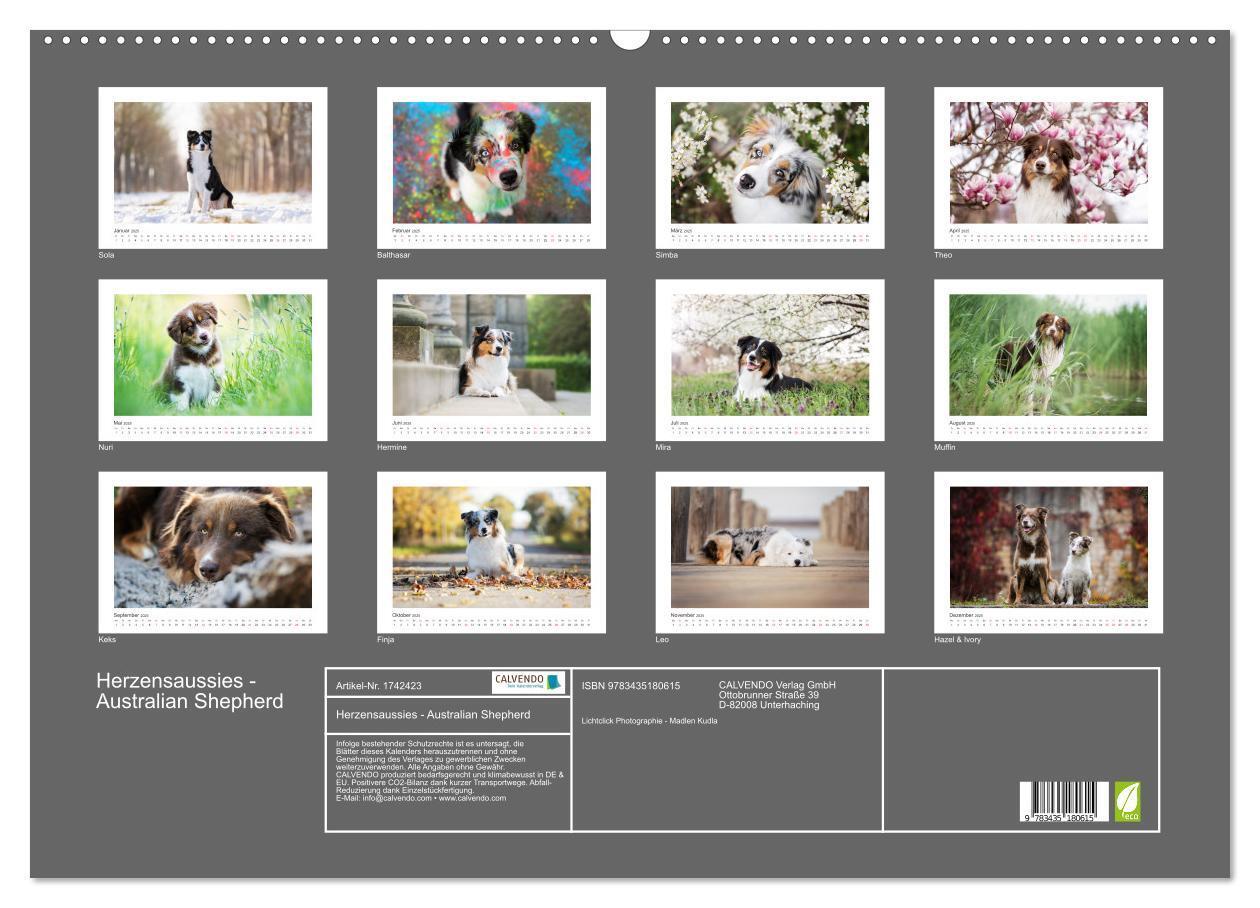 Bild: 9783435180615 | Herzensaussies - Australian Shepherd (Wandkalender 2025 DIN A2...