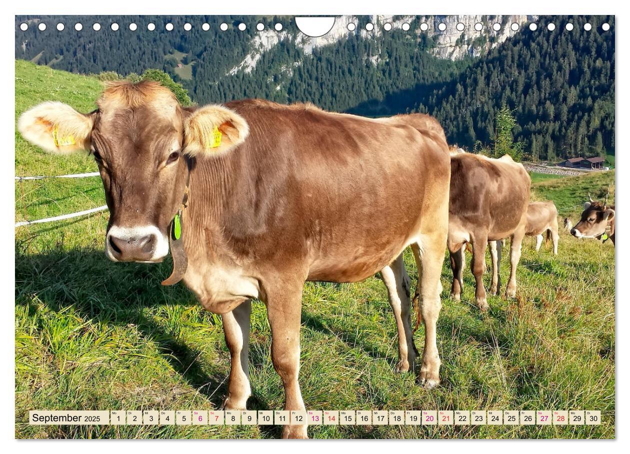 Bild: 9783435119479 | Berg-Kühe, Natur pur - unser schönster Urlaub (Wandkalender 2025...