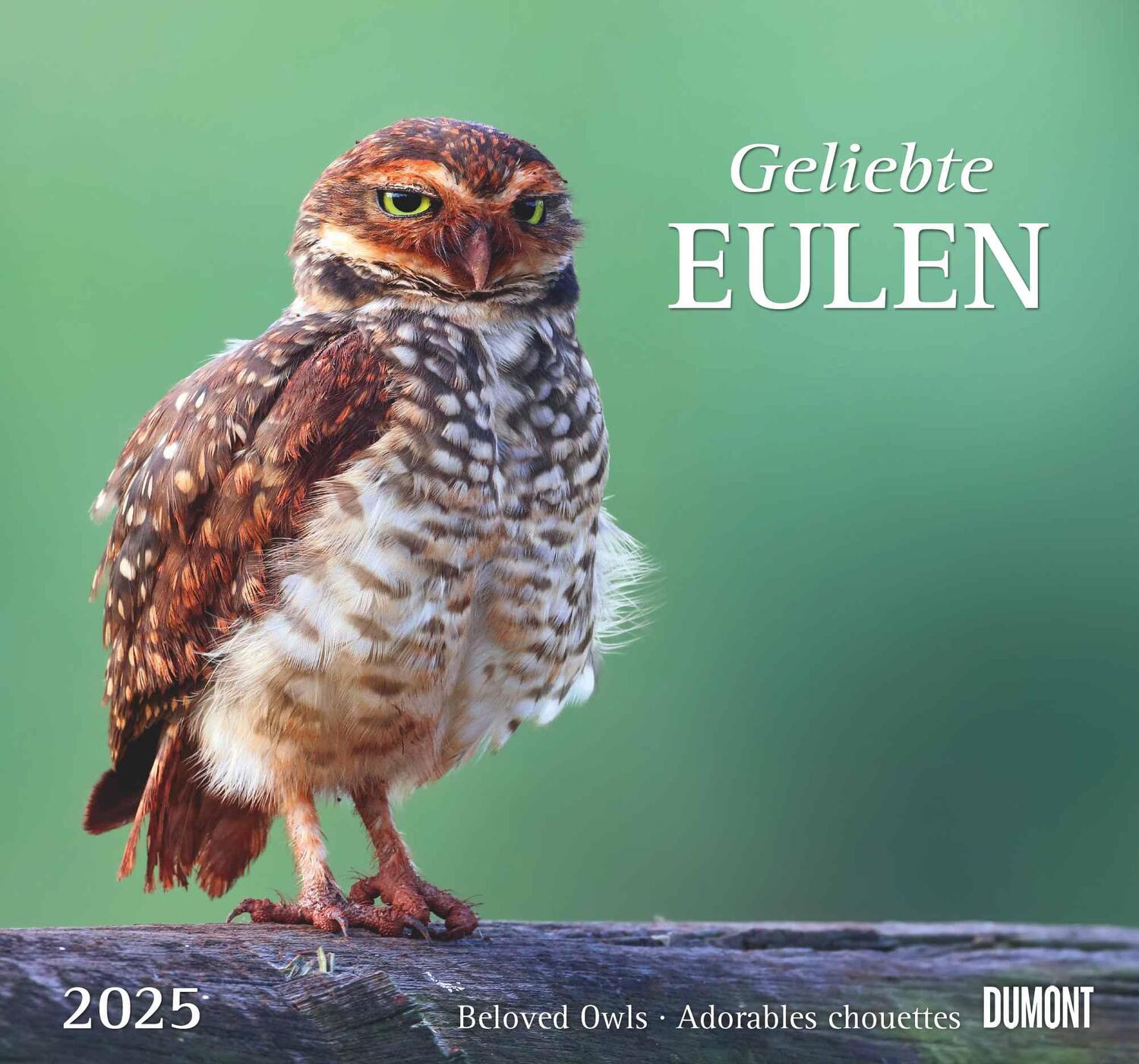 Cover: 4250809653358 | Geliebte Eulen 2025 - DUMONT Wandkalender - mit den wichtigsten...