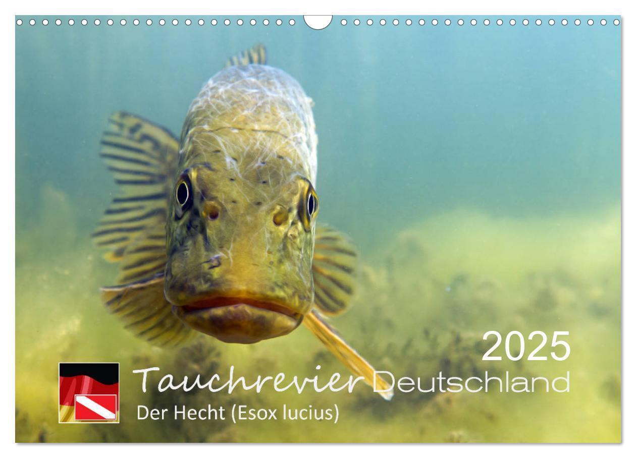 Cover: 9783435425600 | Tauchrevier Deutschland - Der Hecht (Esox lucius) (Wandkalender...