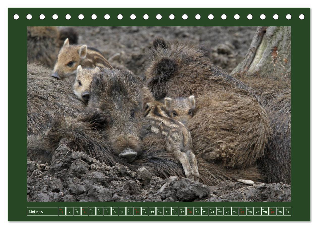 Bild: 9783435776429 | Schweinkram - Die Wildschweine sind los (Tischkalender 2025 DIN A5...