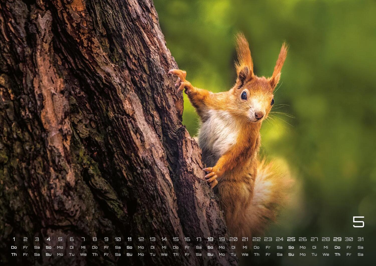 Bild: 9783986734435 | Waldtiere - Heimische Waldbewohner - Der Tierkalender - 2025 -...