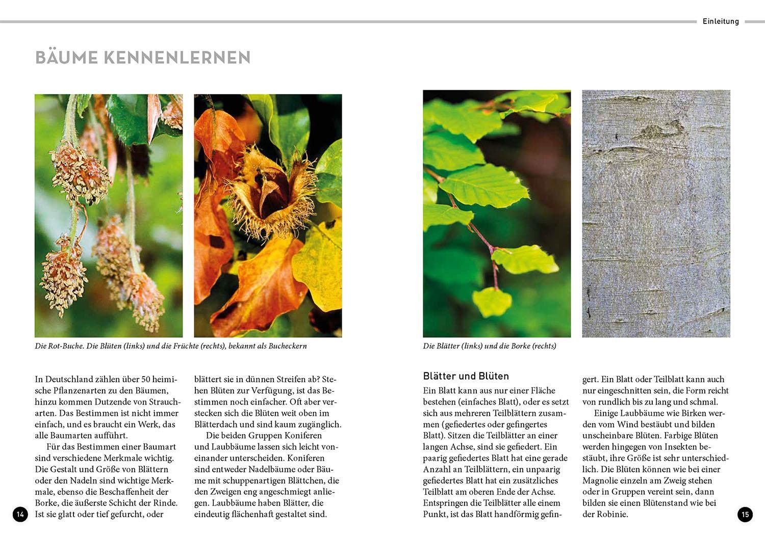Bild: 9783440175873 | Lieblingsbäume | Ewald Weber | Taschenbuch | 128 S. | Deutsch | 2023
