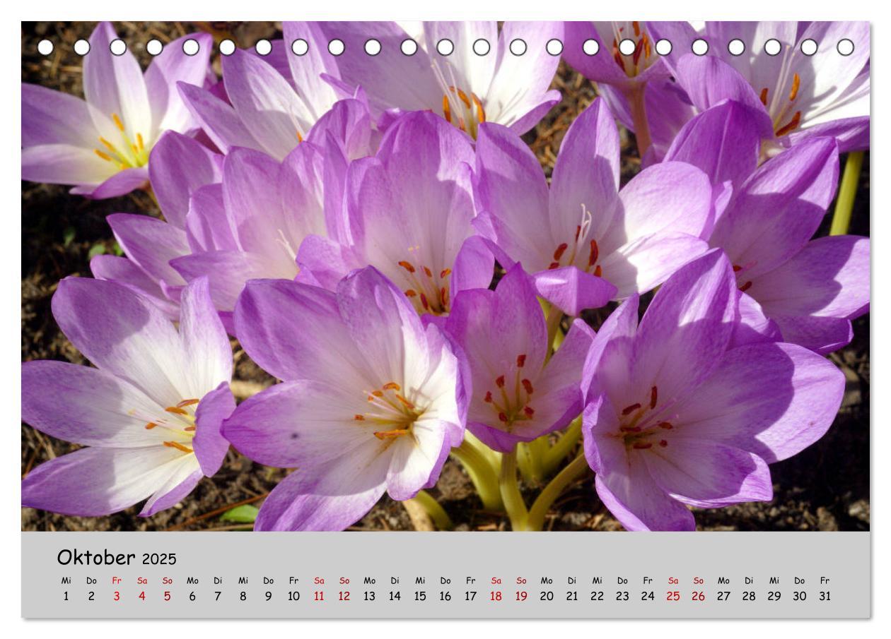 Bild: 9783435227211 | Blumen überall, zur Freude Menschen (Tischkalender 2025 DIN A5...