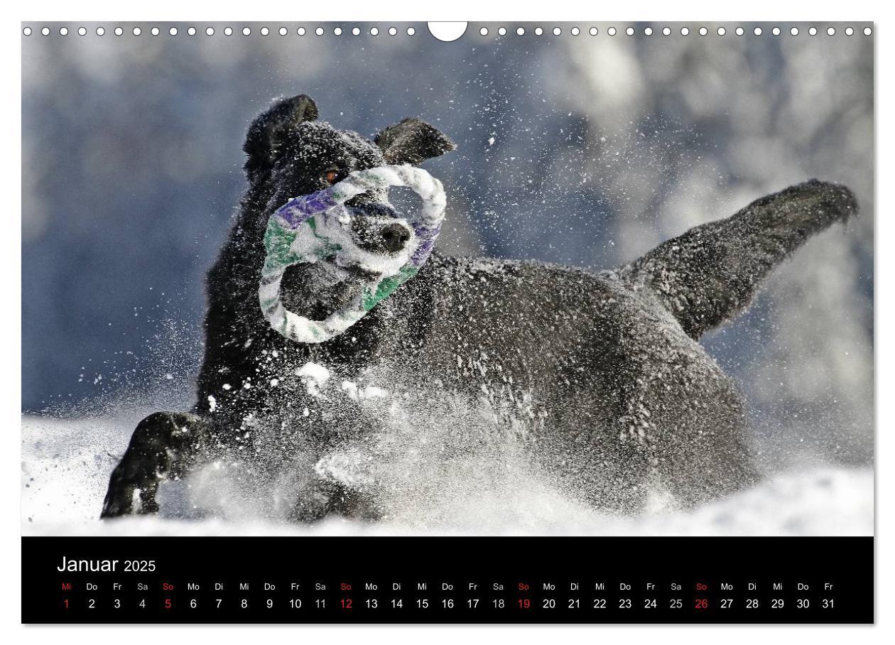 Bild: 9783435726066 | Flatcoated Retriever (Wandkalender 2025 DIN A3 quer), CALVENDO...